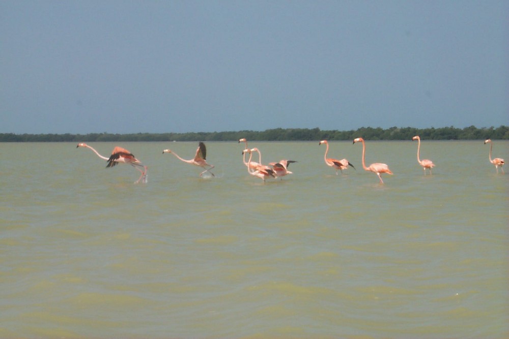 Celestun nature reserve, flamingos